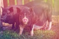 Two little pigs in black. In the green grass, in the sunlight of light, two pigs are walking Royalty Free Stock Photo