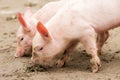 Two little pigs Royalty Free Stock Photo