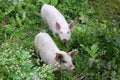 Two little pigs on a flowering meadow Royalty Free Stock Photo