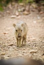 Two little pigs at the zoo. Royalty Free Stock Photo