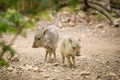 Two little pigs at the zoo. Royalty Free Stock Photo