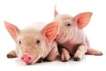 Two little pink pigs Royalty Free Stock Photo