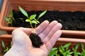 Two little plants of pepper in open hand ready for repot, closeup