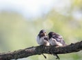 two plump funny chicks of the village swallows sit together on a branch and look at each other