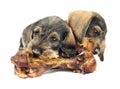 Two little puppies chewing a huge bone.