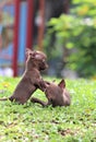 two little puppies playing in the garden Royalty Free Stock Photo