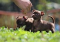 two little puppies playing together Royalty Free Stock Photo