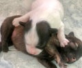 Puppy Dogs Sleeping Well