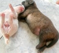 Puppy Dogs Sleeping Well