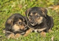 Two little puppy german shepherd dog. Royalty Free Stock Photo