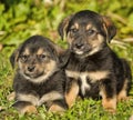 Two little puppy german shepherd dog.