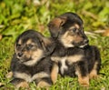 Two little puppy german shepherd dog. Royalty Free Stock Photo