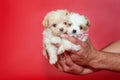 Two little puppy in hands