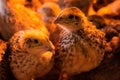 Two little quails in brooder Royalty Free Stock Photo