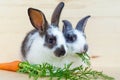 Two little rabbits eating fresh vegetables, carrot, leaves Royalty Free Stock Photo