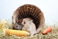 Two rabbits in a basket eating carrots