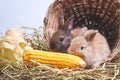 Two little rabbits hide in a corn-eating wooden basket.