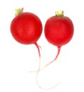 Two little radishes on a white background
