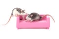 Two little rats are sitting on a toy couch on a white background