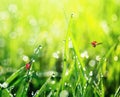 Two little red ladybugs fly and crawl on the green lush grass co Royalty Free Stock Photo