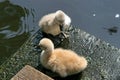 Two little resting swans