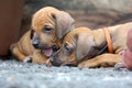 Rhodesian Ridgeback puppies playing together, four weeks of age Royalty Free Stock Photo