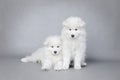 Two little Samoyed puppies portrait