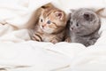 Two little scottish fold kittens