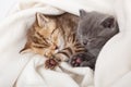 Two little scottish fold kittens