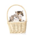 Two little scottish kittens sitting in basket. isolated on white Royalty Free Stock Photo