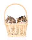 Two little scottish kittens sitting in basket on white