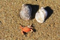 Two little seashells and crab on the sandy beach on the Black Sea seaside at Obzor, Bulgaria Royalty Free Stock Photo