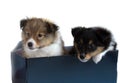 Two little sheltie puppy in a gift box Royalty Free Stock Photo