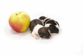 Two little shih tzu puppies in compare with the apple Royalty Free Stock Photo