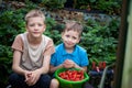 Two little sibling boys having fun and eating strawberry on organic farm in summer Royalty Free Stock Photo