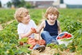 Two little sibling boys having fun on strawberry farm Royalty Free Stock Photo