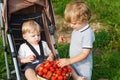 Two little sibling boys on pick a berry organic strawberry farm. Royalty Free Stock Photo