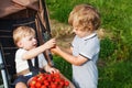 Two little sibling boys on strawberry farm. Royalty Free Stock Photo