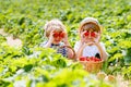 Two little sibling boys on strawberry farm in summer Royalty Free Stock Photo