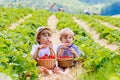 Two little sibling boys on strawberry farm in summer Royalty Free Stock Photo