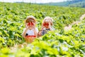 Two little sibling boys on strawberry farm in summer Royalty Free Stock Photo