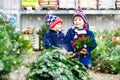 Two little kid boys buying christmas tree in outdoor shop Royalty Free Stock Photo