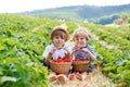 Two little sibling boys on strawberry farm in summer Royalty Free Stock Photo