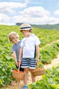 Two little sibling kids boys having fun on strawberry farm in summer. Children, cute twins eating healthy organic food Royalty Free Stock Photo