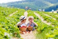 Two little sibling boys on strawberry farm in summer Royalty Free Stock Photo