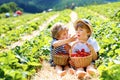 Two little sibling kids boys having fun on strawberry farm in summer. Children, cute twins eating healthy organic food Royalty Free Stock Photo