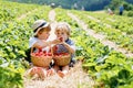 Two little sibling kids boys having fun on strawberry farm in summer. Children, cute twins eating healthy organic food Royalty Free Stock Photo