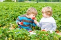 Two little sibling toddler boys on strawberry farm in summer Royalty Free Stock Photo