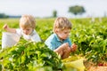 Two little sibling toddler boys on strawberry farm in summer Royalty Free Stock Photo