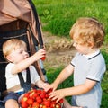 Two little sibling toddler boys on strawberry farm in summer